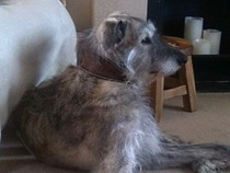 Is there a current 'pointy' thread? Newbie hound owner here