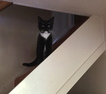 Our new cats are here!