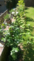 Rough winds do shake the darling buds of May: Alternative potting shed thread