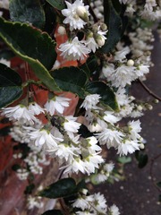 Can you help me identify this lovely plant?