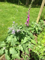 Rough winds do shake the darling buds of May: Alternative potting shed thread