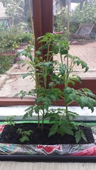 The 2015 Allotment / Veg Patch Thread Part 3 already!