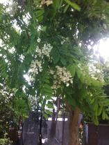 Could someone please help identify a tree