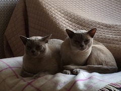 Lovely thread about our cats.
