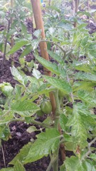The 2015 Allotment / Veg Patch Thread Part 3 already!