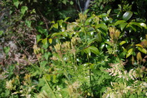 Hemlock!!! EEK- how to dispose of it?