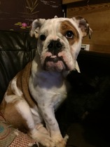Not to understand why anyone could choose to have those ugly looking dogs?