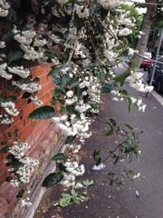 Can you help me identify this lovely plant?