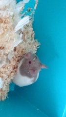 New hamster. Name ideas appreciated