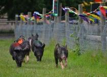 WIN a family day pass to Bocketts Farm