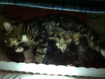 Help! What will CelineCat need to give birth?