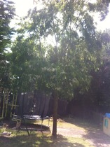 Could someone please help identify a tree