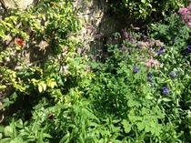 What is clashing in your garden today ?