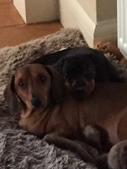 Lost dogs!!