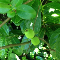 What is this plant/fruit?