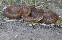 to think slow worms are lovley