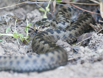 to think slow worms are lovley