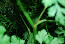 Hemlock!!! EEK- how to dispose of it?