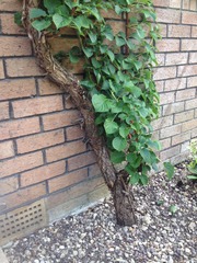 Any idea about this climber? Photos included