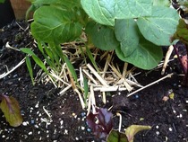 My small vegetable patch