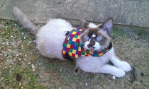 Lovely thread about our cats.