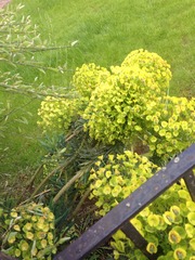 What is this plant?