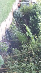 New garden - low budget