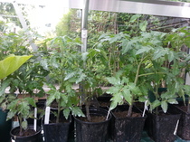 The 2015 Allotment / Veg Patch Thread Part 3 already!