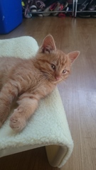 Lovely thread about our cats.