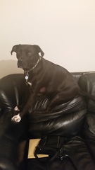 How do I stop my dog?