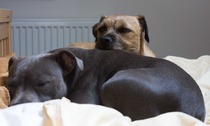 Not to understand why anyone could choose to have those ugly looking dogs?