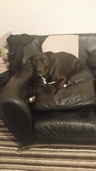 How do I stop my dog?