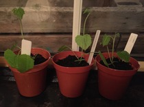 The 2015 Allotment / Veg Patch Thread Part 3 already!