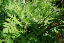 Hemlock!!! EEK- how to dispose of it?
