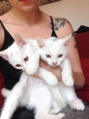 It looks like the last two kittens are going to have to go to an animal shelter..