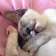 Bitey kitten!