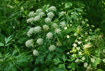 Hemlock!!! EEK- how to dispose of it?