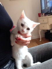 It looks like the last two kittens are going to have to go to an animal shelter..