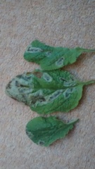 What is happening to my borage leaves?