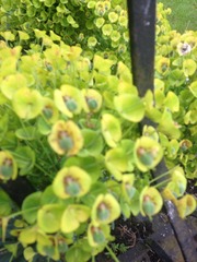 What is this plant?