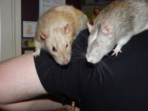 Get your rat[s] out!