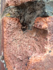 Wtf is eating my house?