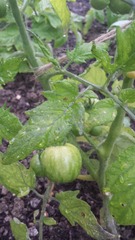The 2015 Allotment / Veg Patch Thread Part 3 already!