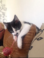 I'm getting a kitten today