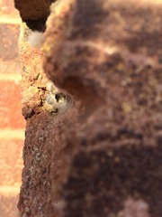 Wtf is eating my house?
