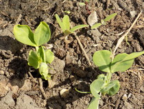 The 2015 Allotment / Veg Patch Thread Part 3 already!