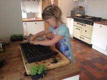 Rough winds do shake the darling buds of May: Alternative potting shed thread