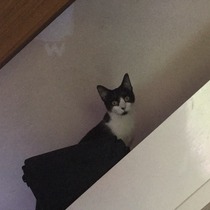 Our new cats are here!