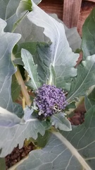 The 2015 Allotment / Veg Patch Thread Part 3 already!