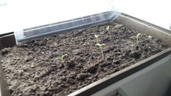 Can I plant these tomato seedlings straight outside now?